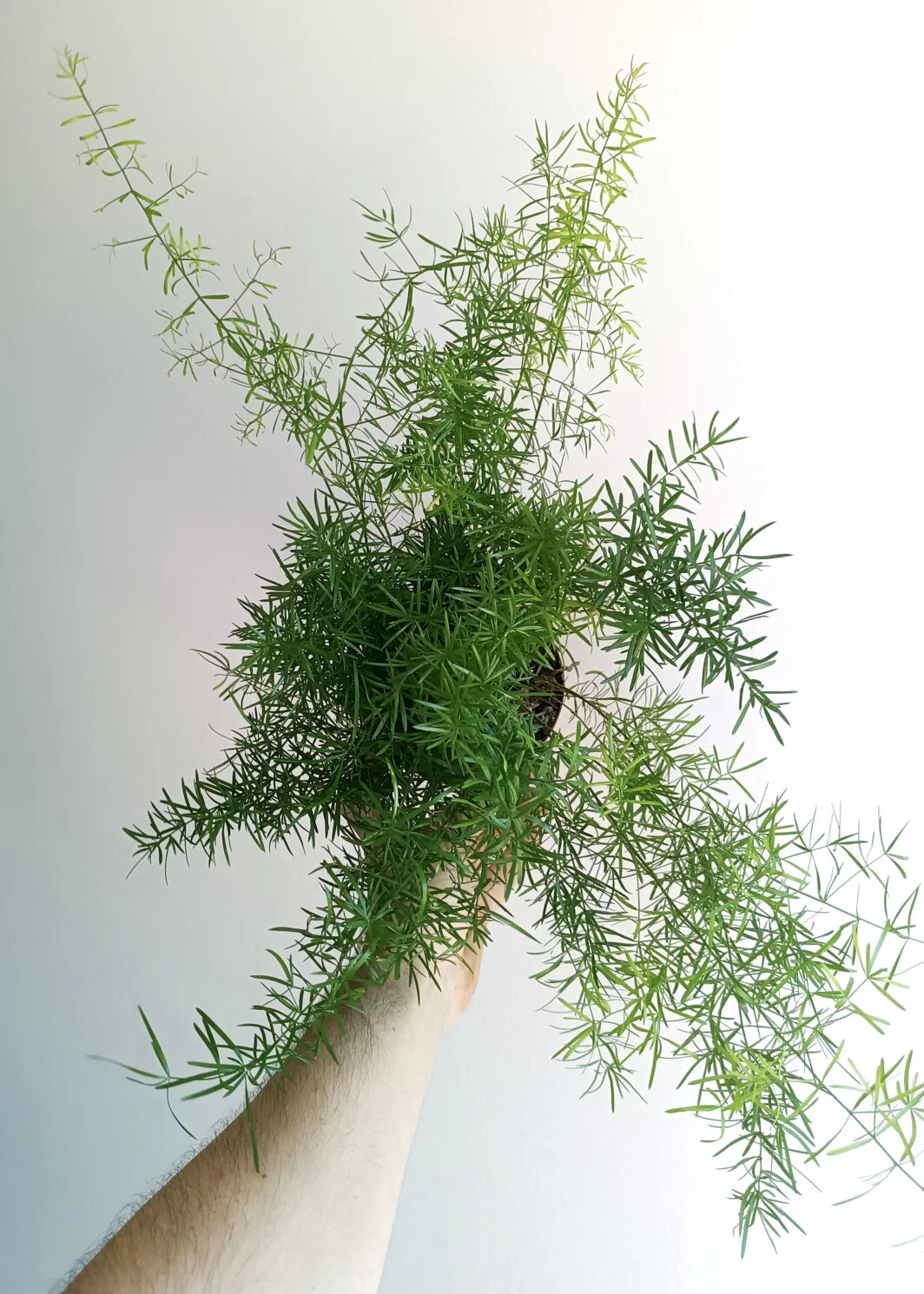 Asparagus densiflorus Sprengeri