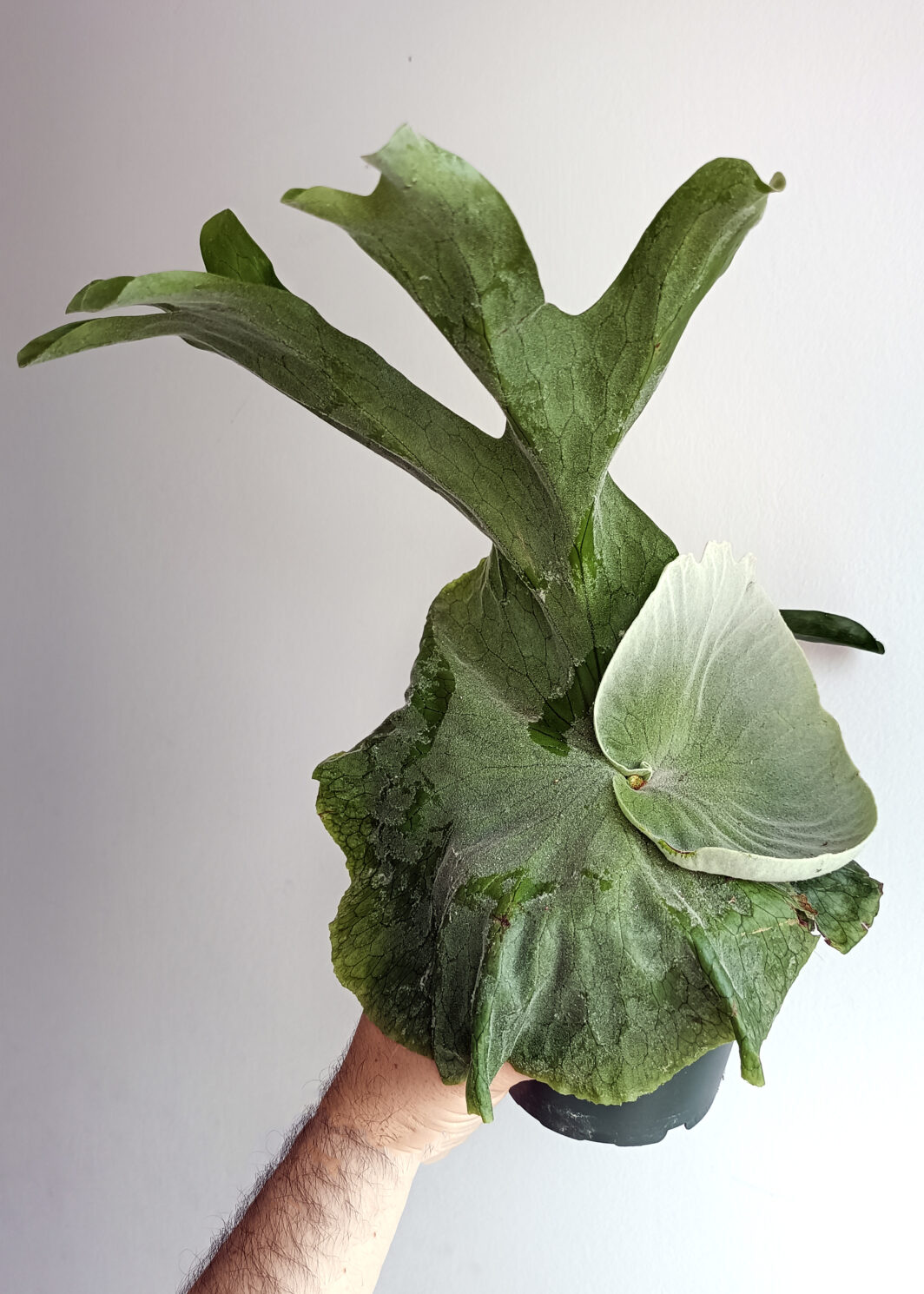 Platycerium superbum