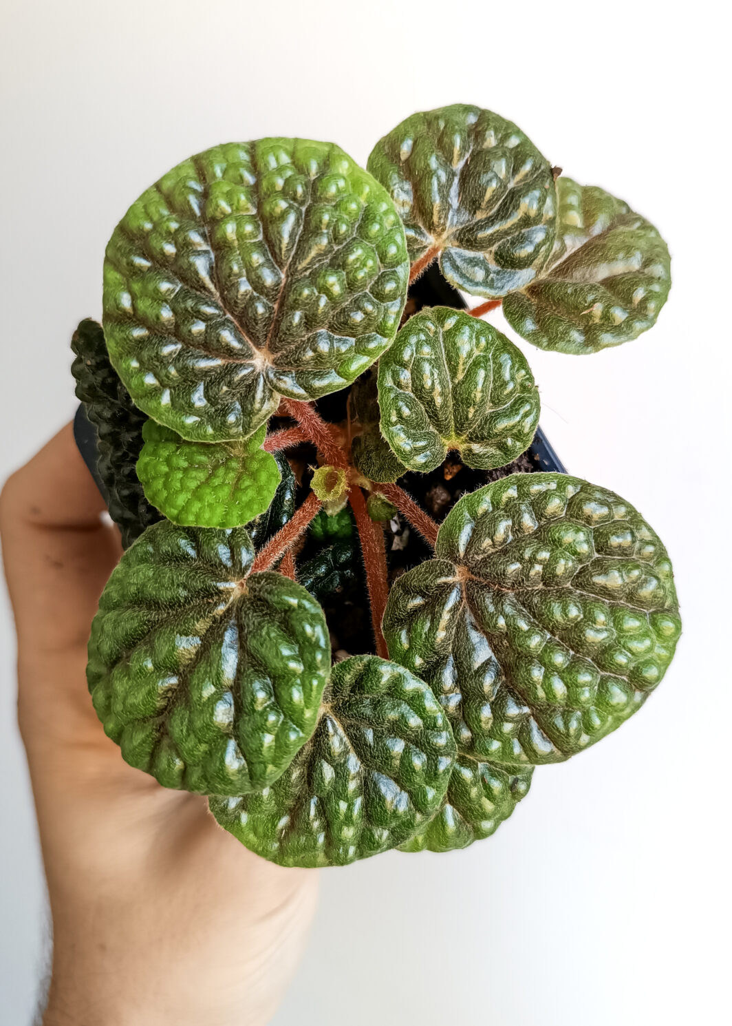 Begonia bullatifolia
