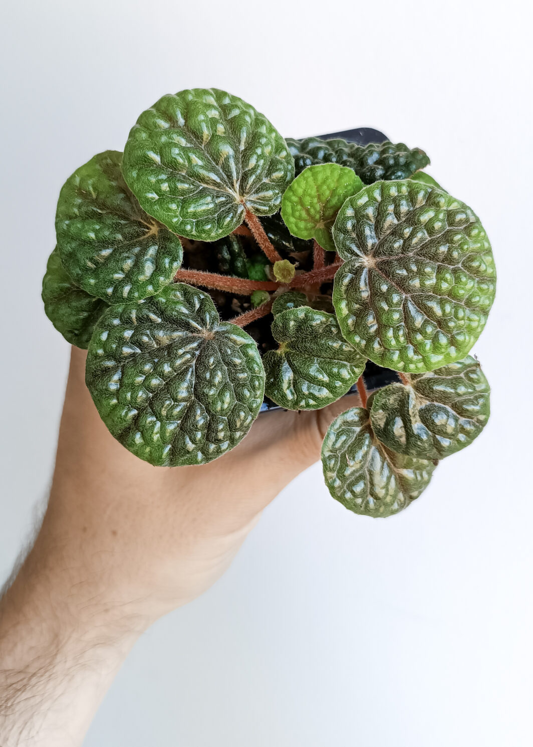 Begonia bullatifolia