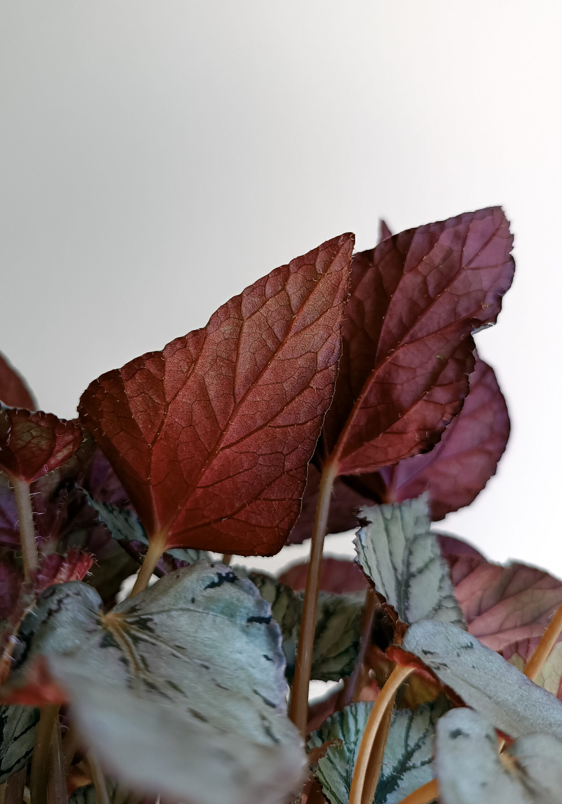 begonias y más Begonia Artic Breeze 3 Begonia Artic Breeze
