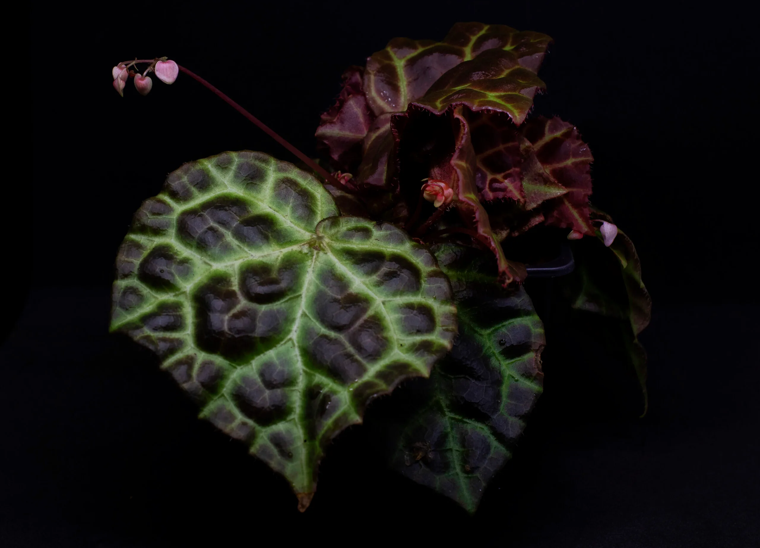 Begonia rajah
