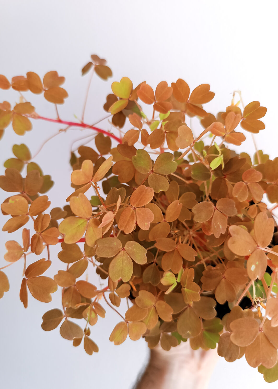 Oxalis vulcanicola sunset velvet