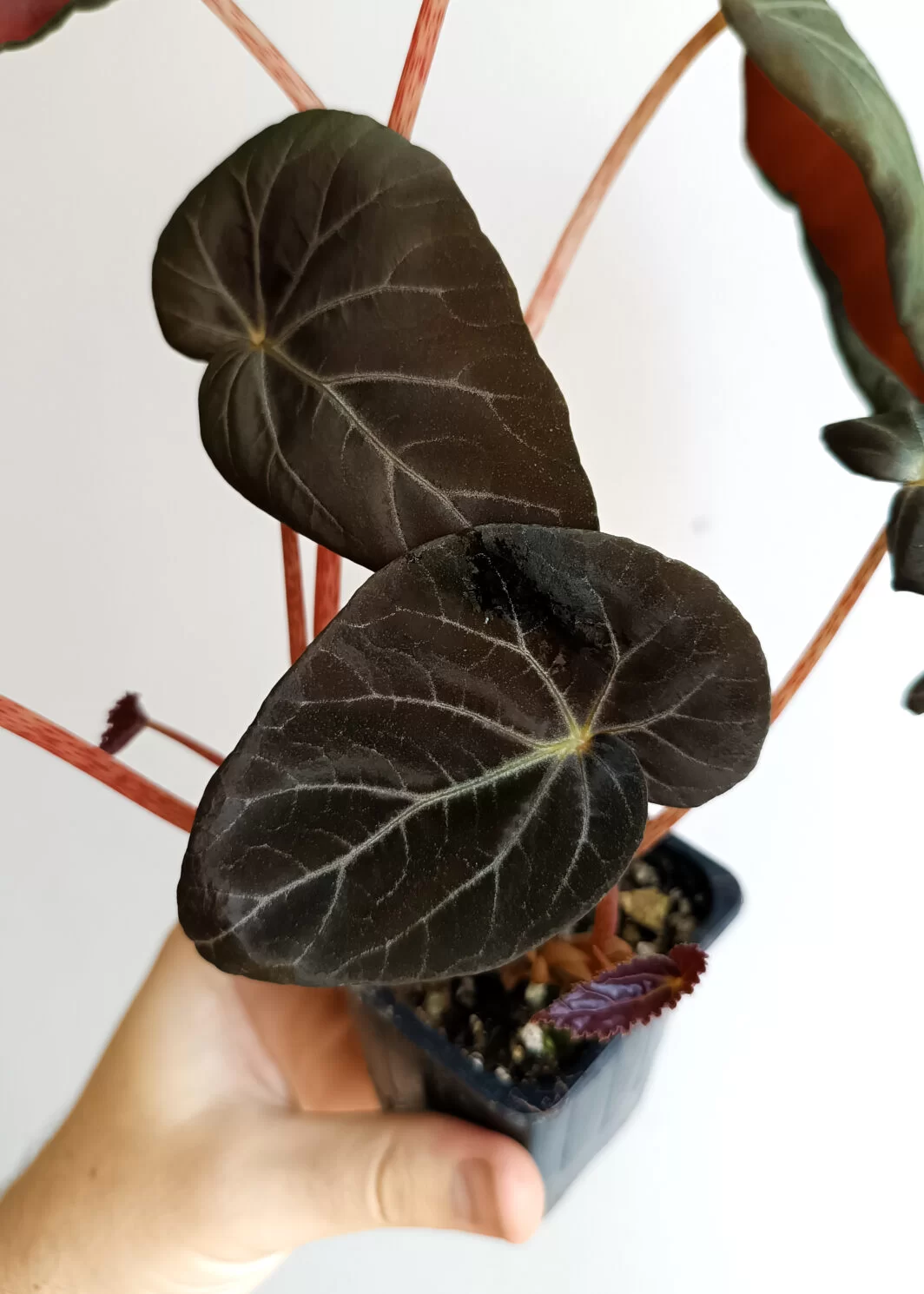 Begonia burkillii dark form
