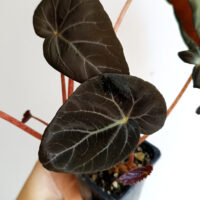 Begonia burkillii dark form - BEGONIASYMAS.COM