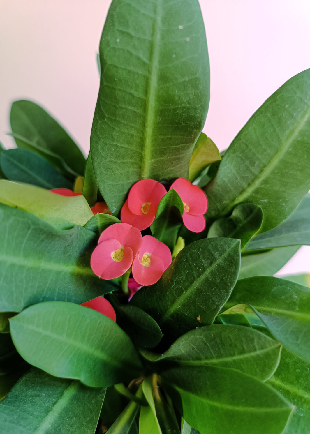 Euphorbia milii Espina de Cristo