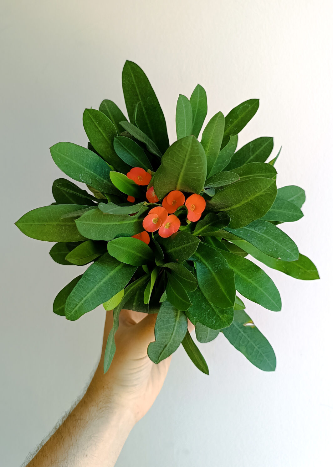 Euphorbia milii Espina de Cristo