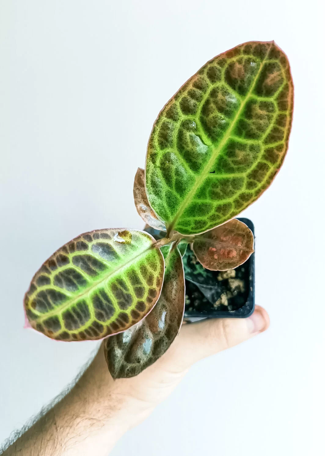 Labisia sp. 7
