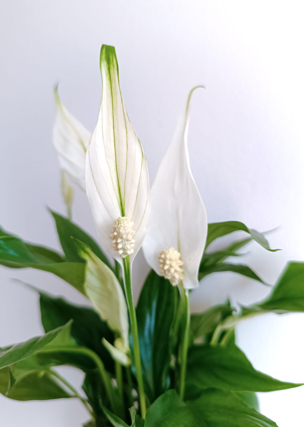 Spathiphyllum Lirio de Paz