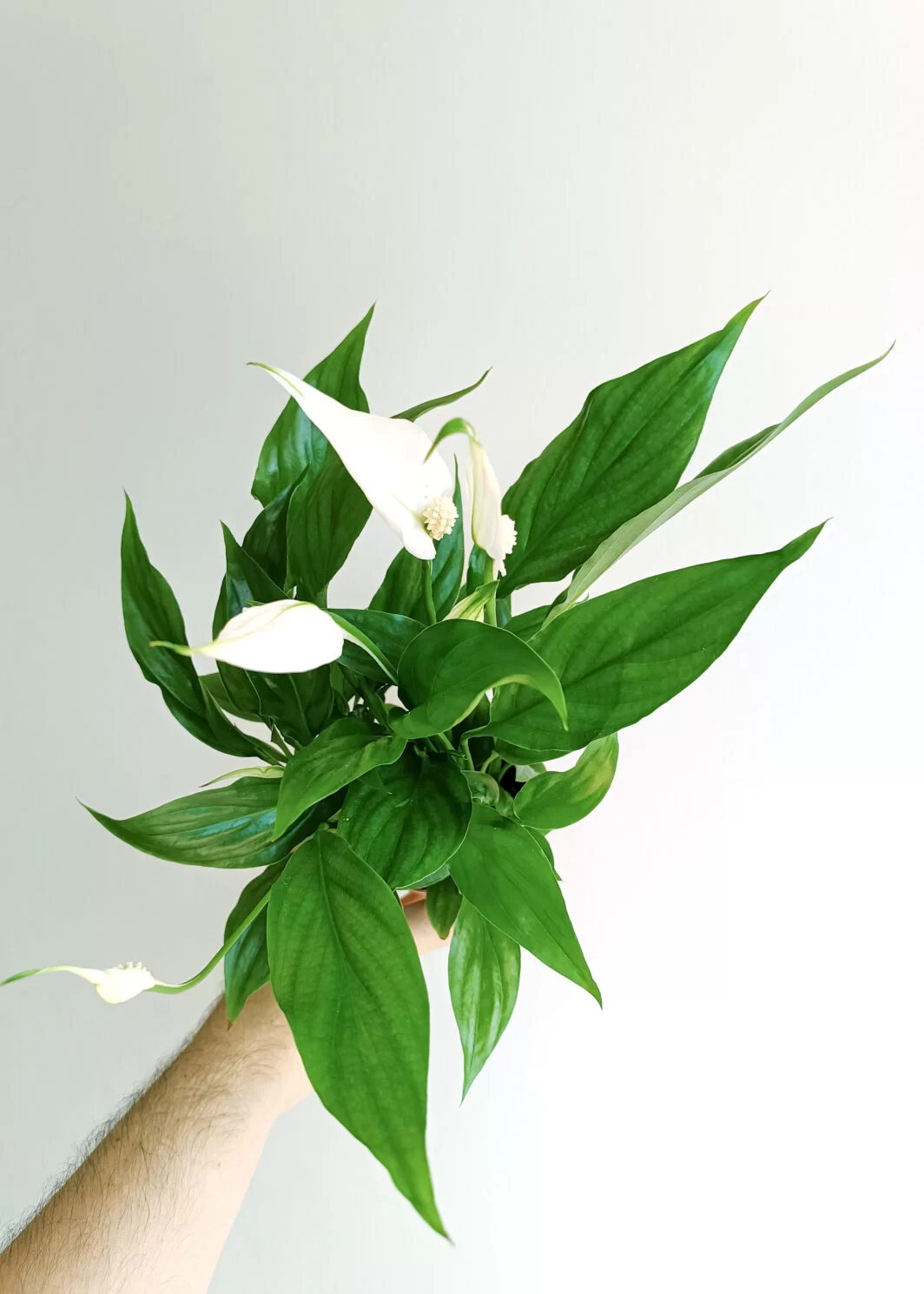 Spathiphyllum Lirio de Paz