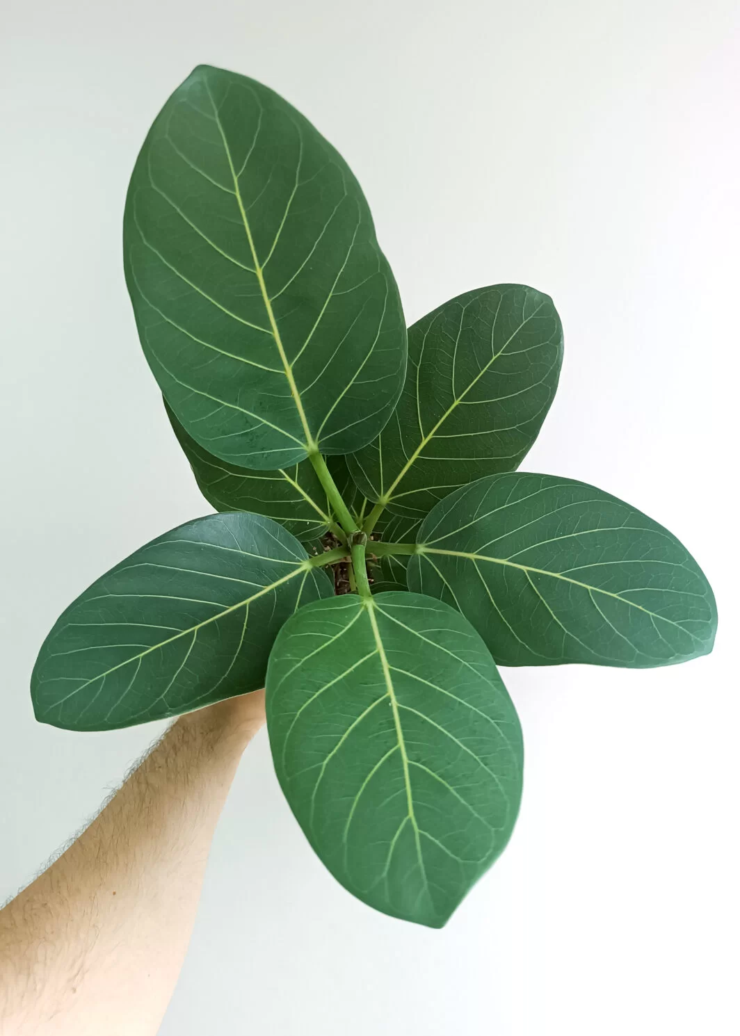 Ficus benghalensis audrey