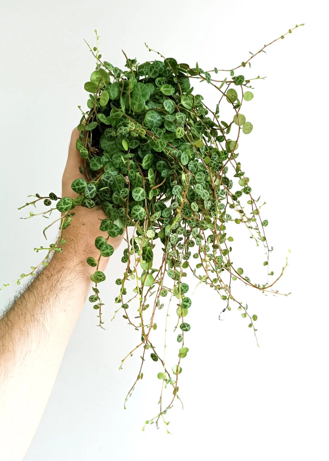 Peperomia prostrata