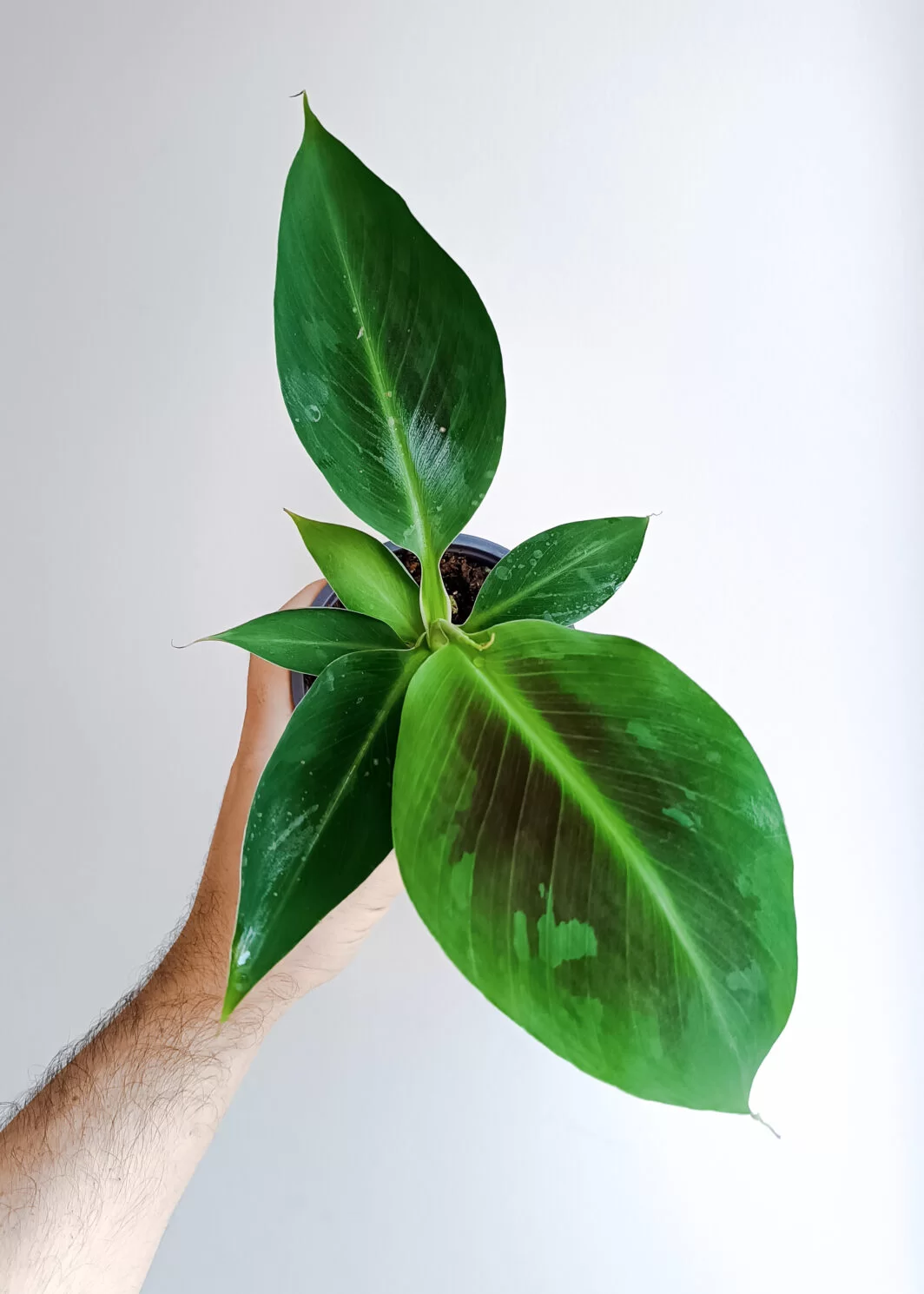 Musa acuminata 'Dwarf Cavendish'