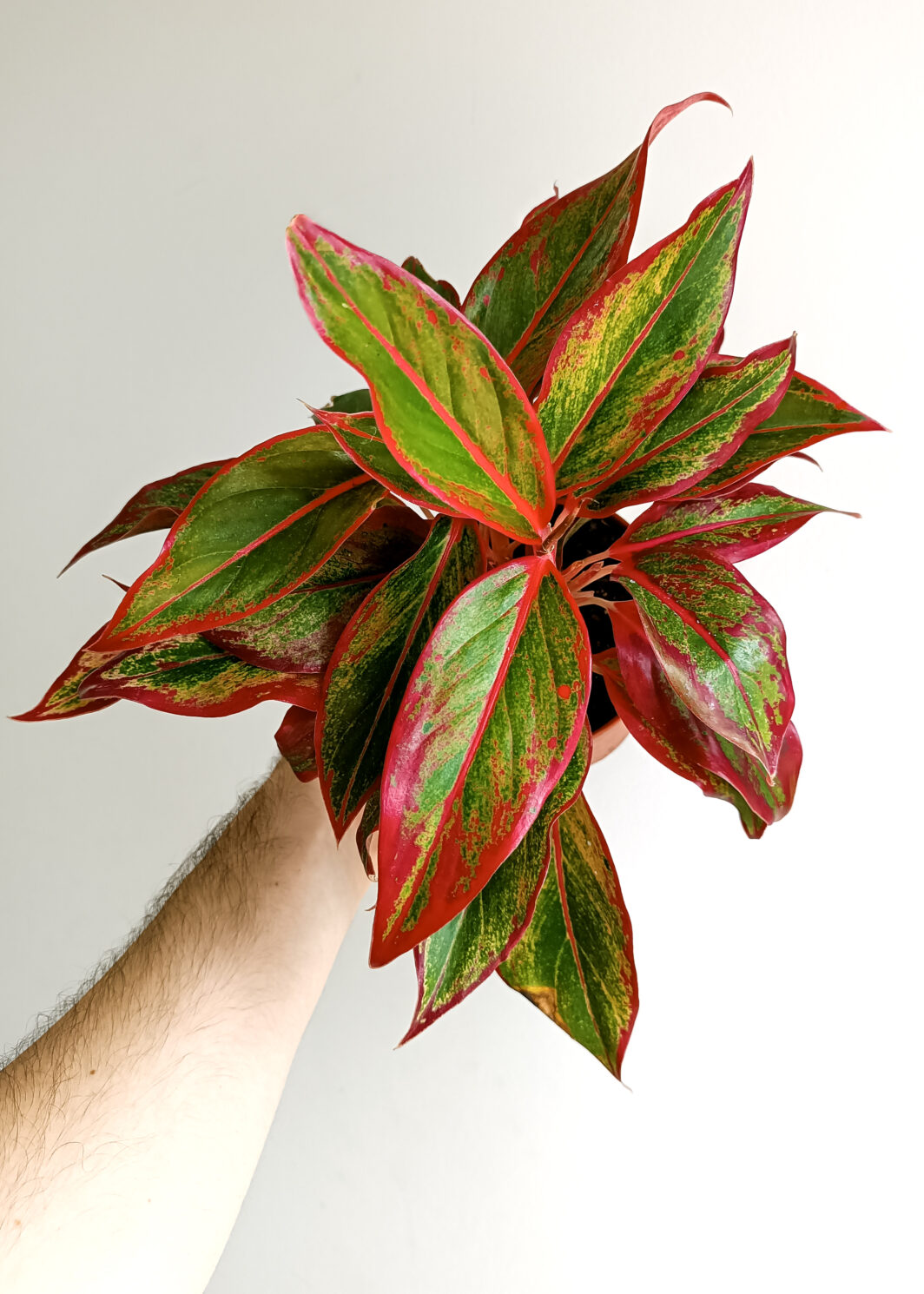 Aglaonema Crete Flame