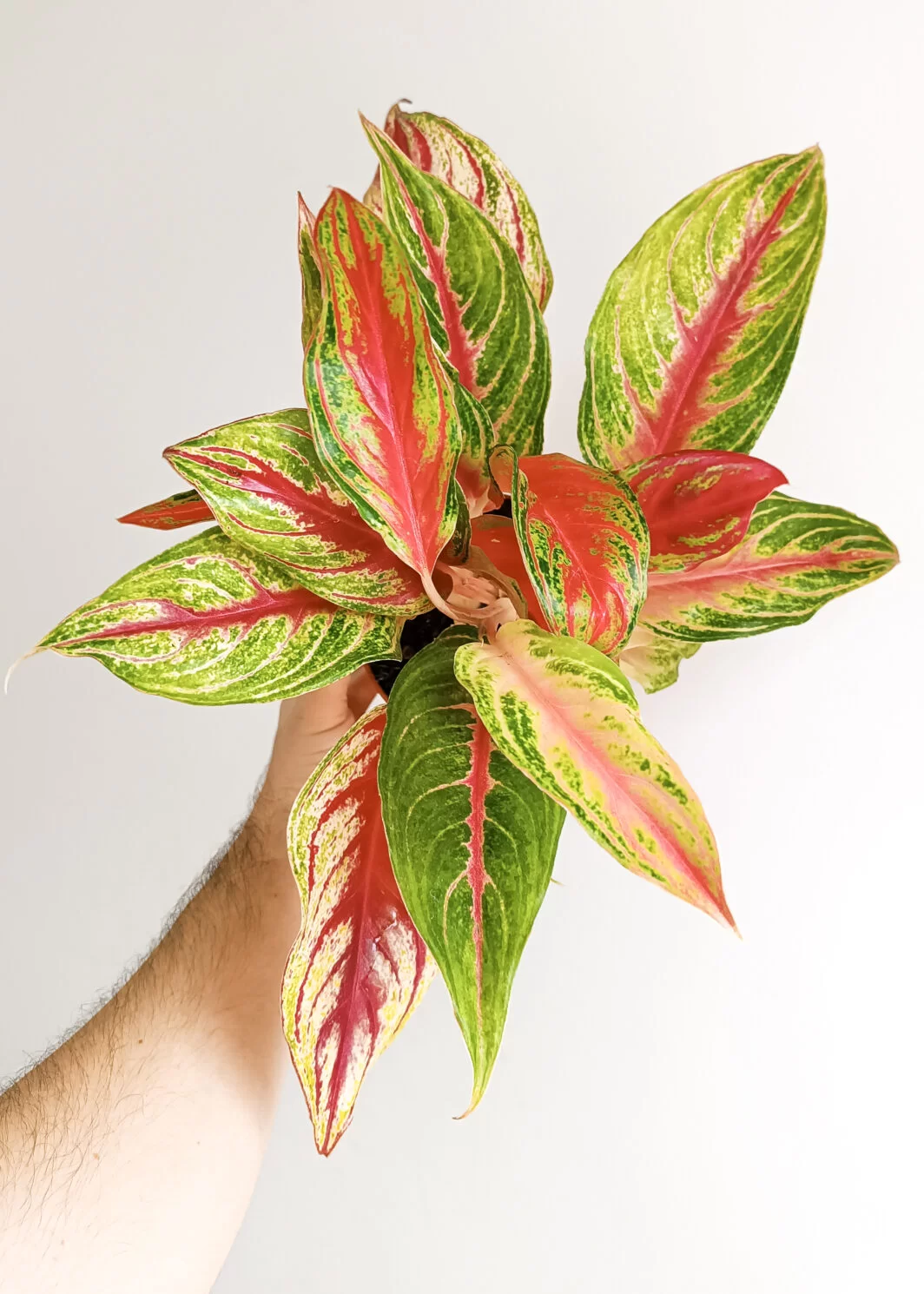 Aglaonema Eyecatcher Red