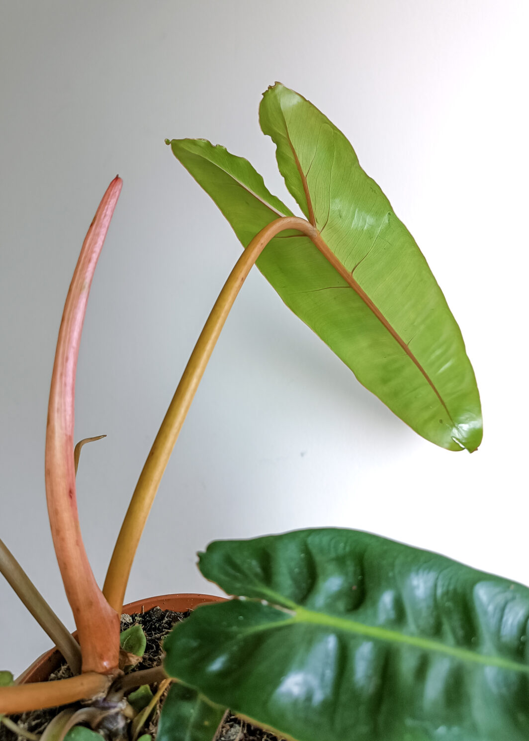 Philodendron billietiae