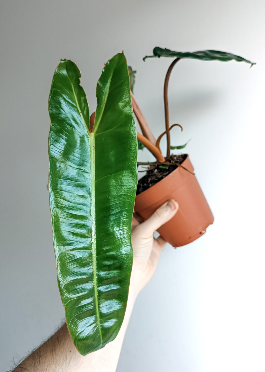 Philodendron billietiae