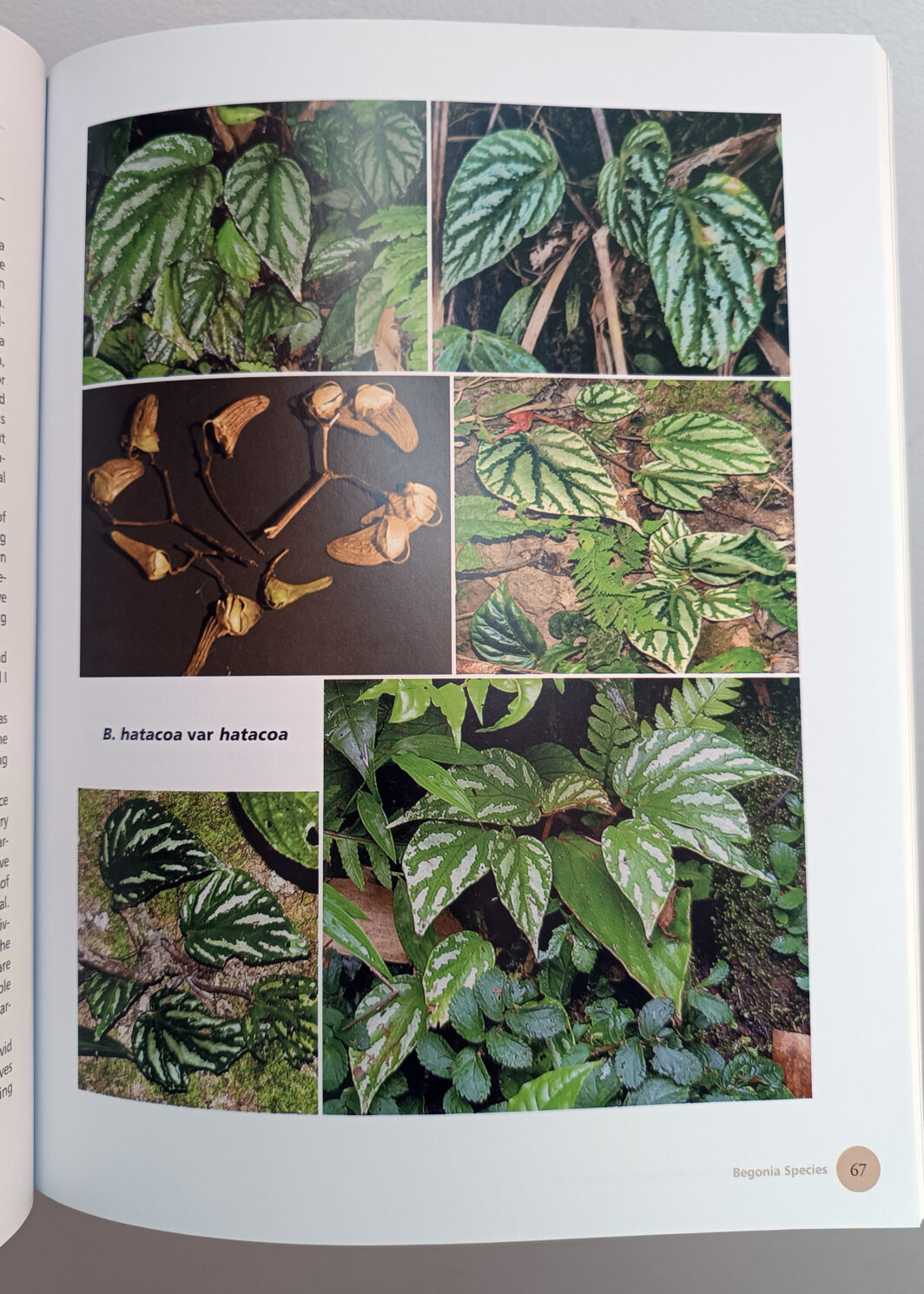 Species begonias of the Eastern Himalayas of Arunachal, India