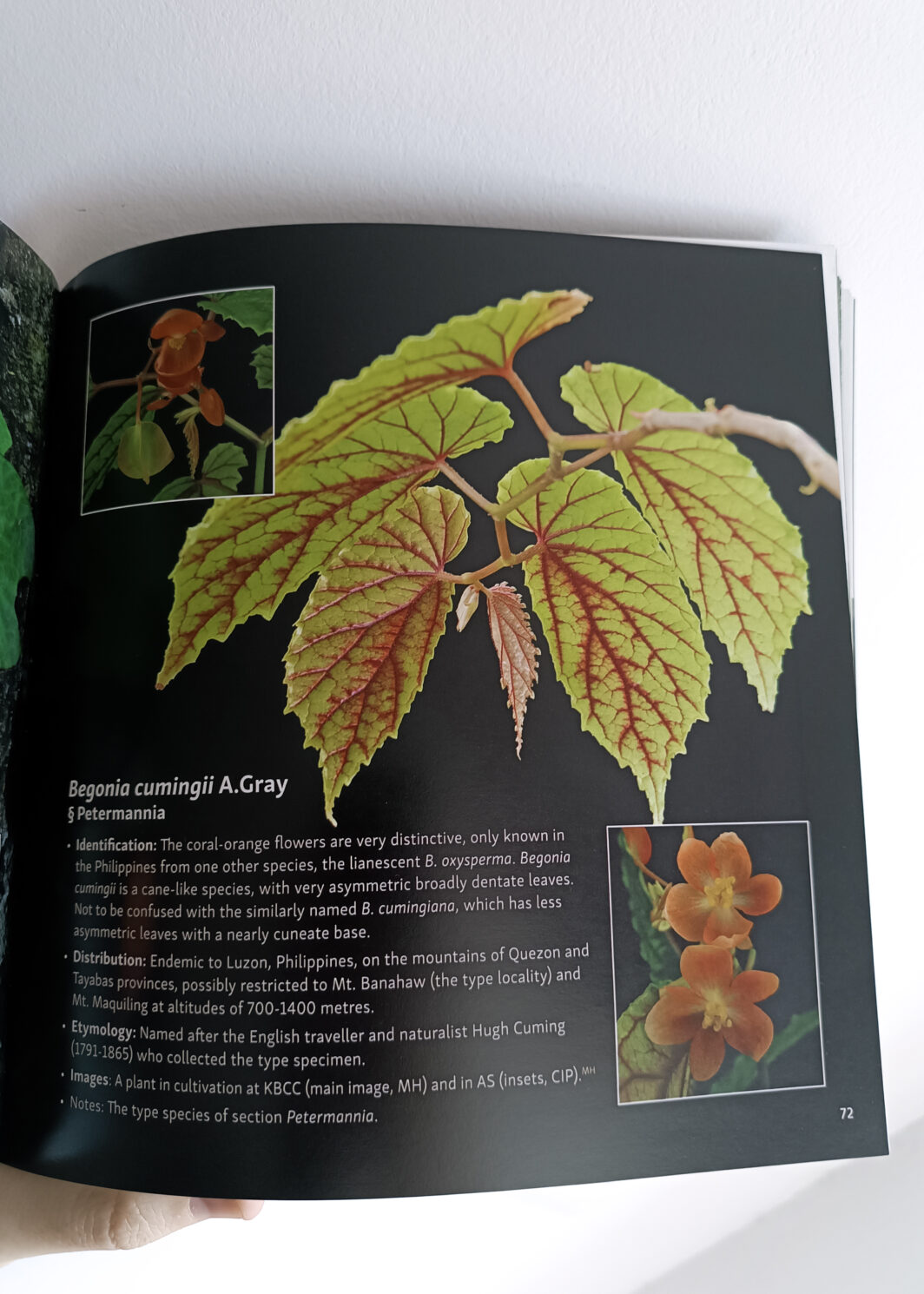 300 Species Portraits Asian Begonia