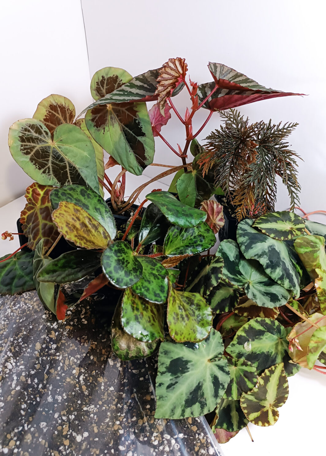 Starter pack Begonias premium