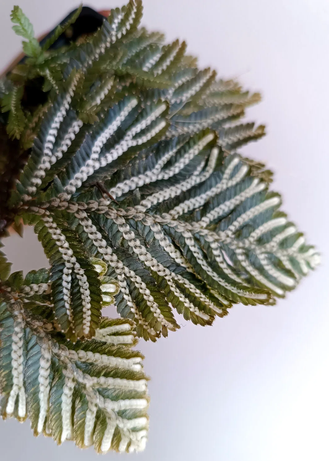 Selaginella picta