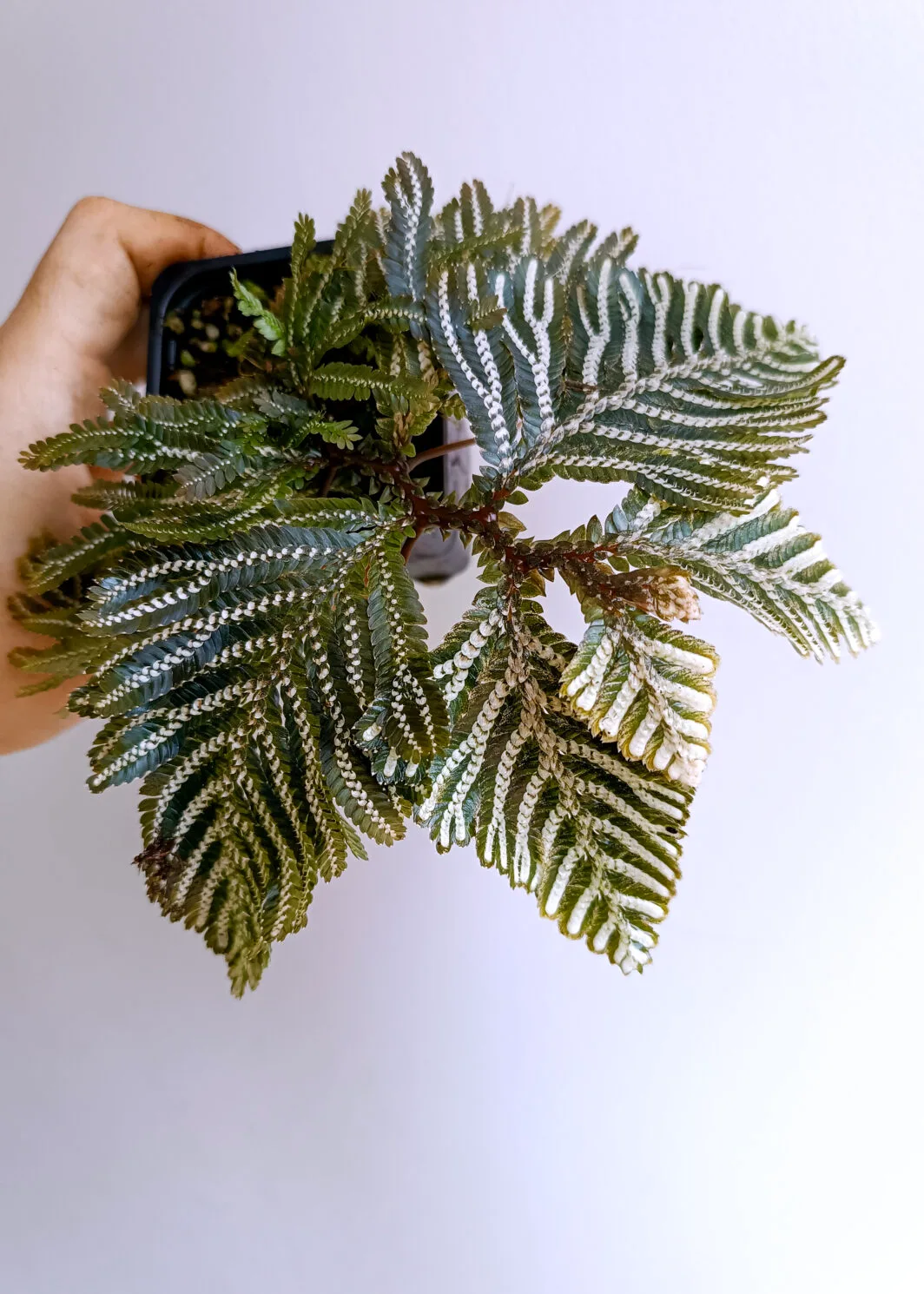 Selaginella picta