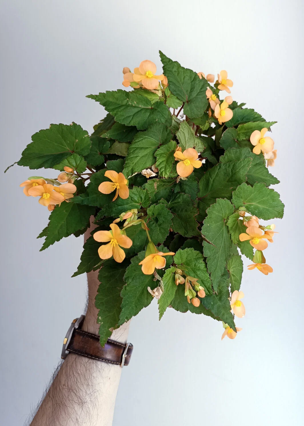 Begonia sutherlandii