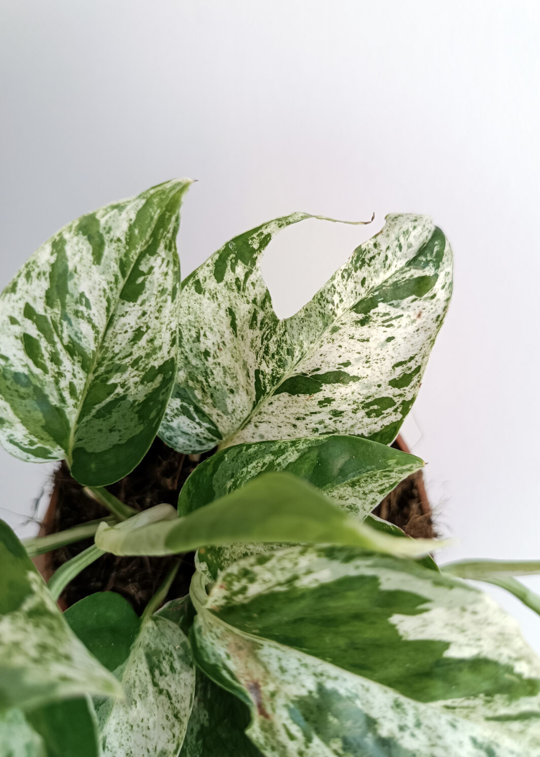Epipremnum pinnatum 'Marble Variegata'