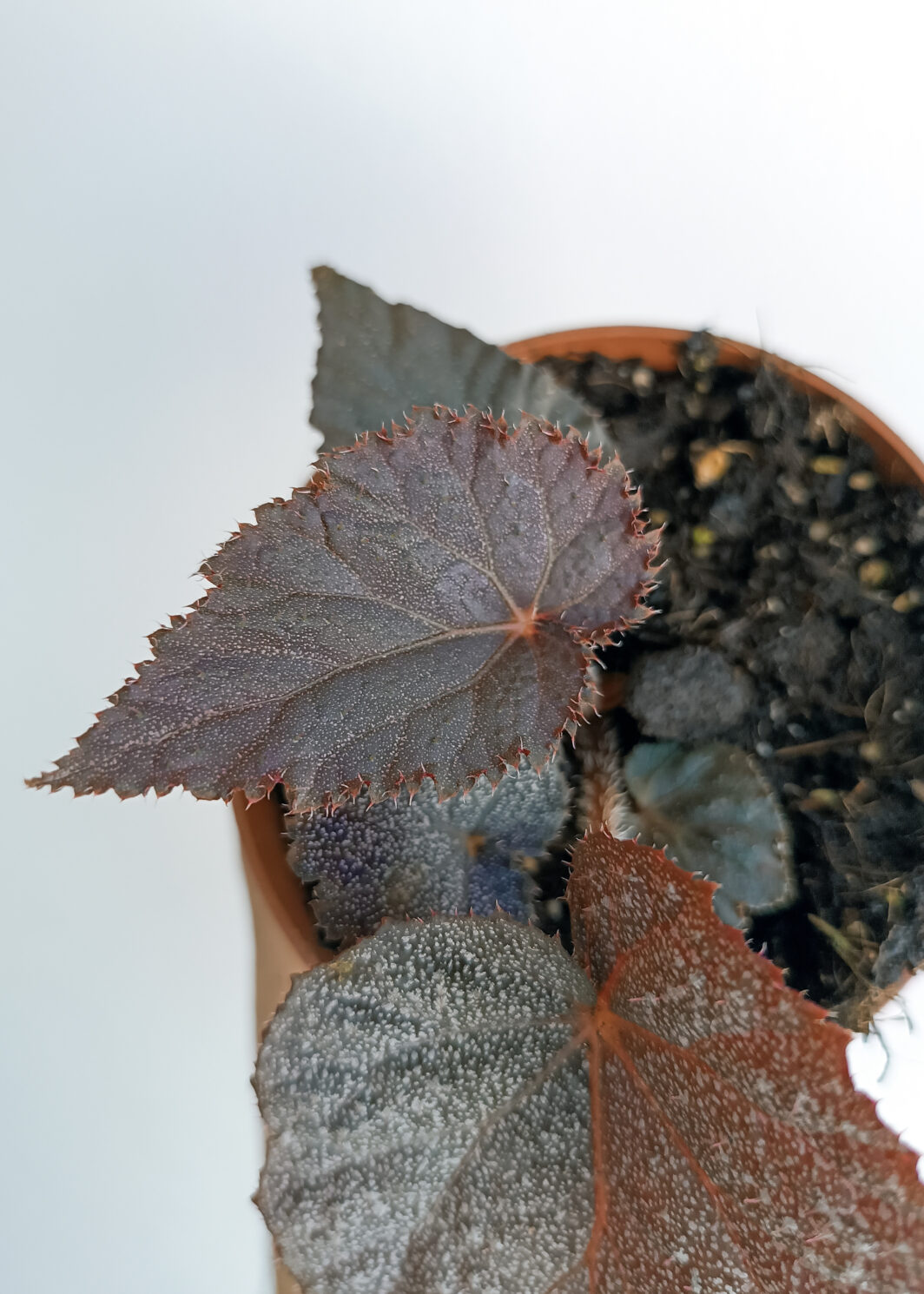Begonia sp. U485