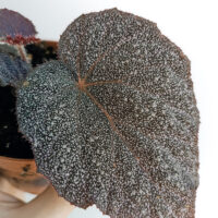 Begonia sp. U485 - BEGONIASYMAS.COM