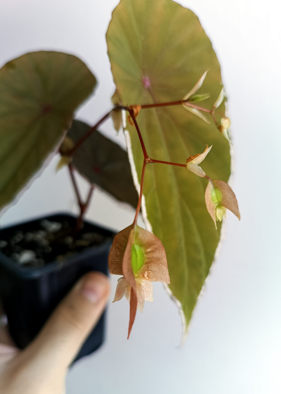 Begonia nothobaramensis