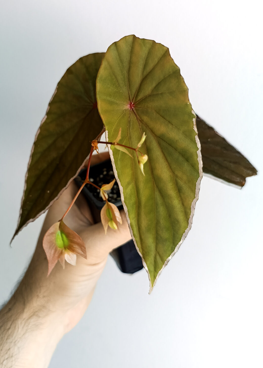 Begonia nothobaramensis