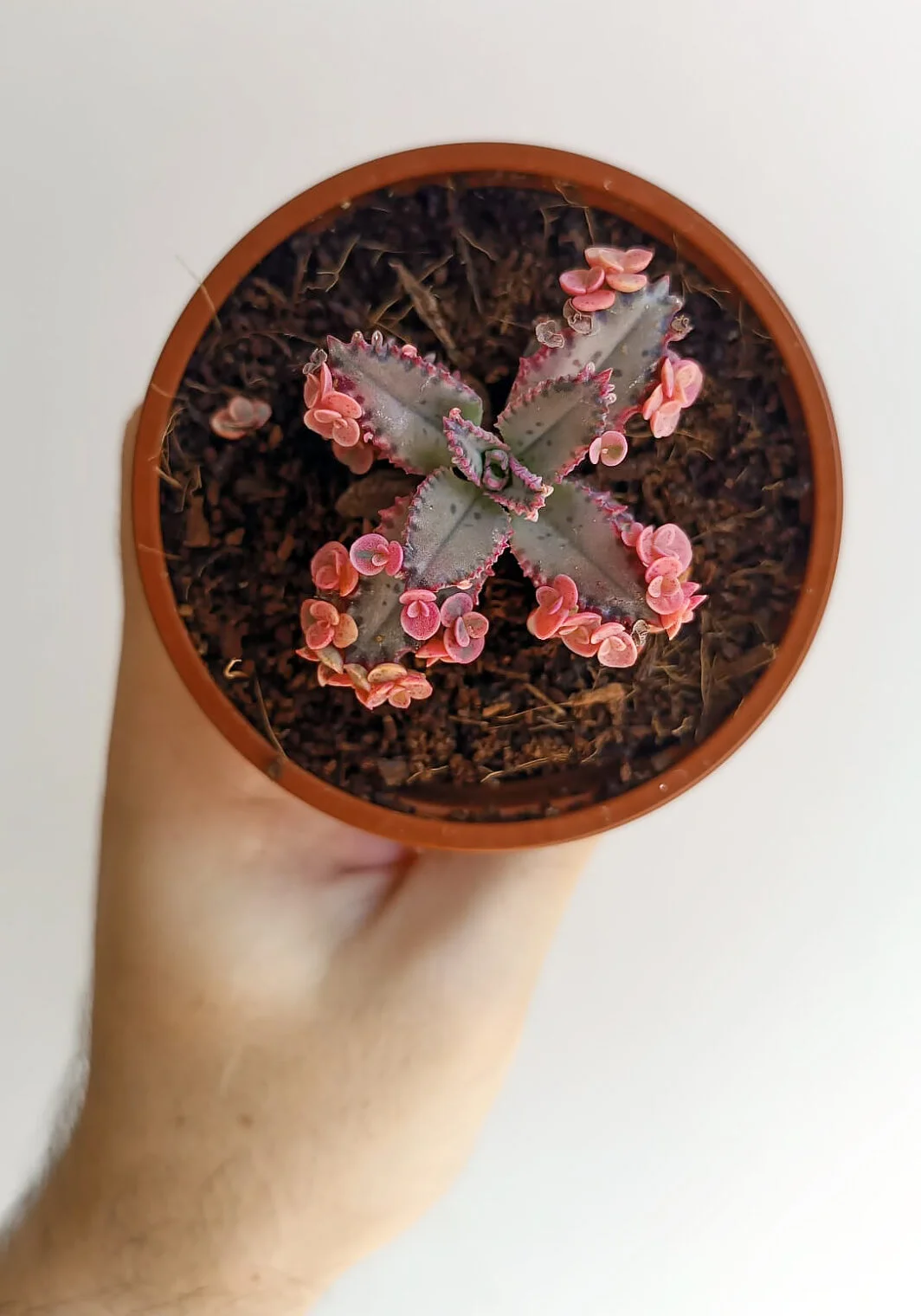 Kalanchoe 'Pink Butterfly'