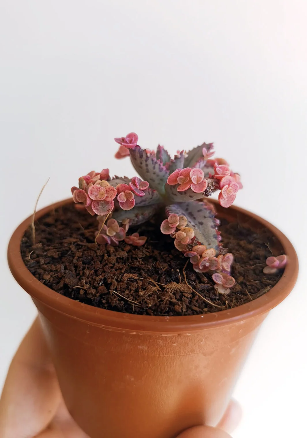 Kalanchoe 'Pink Butterfly'