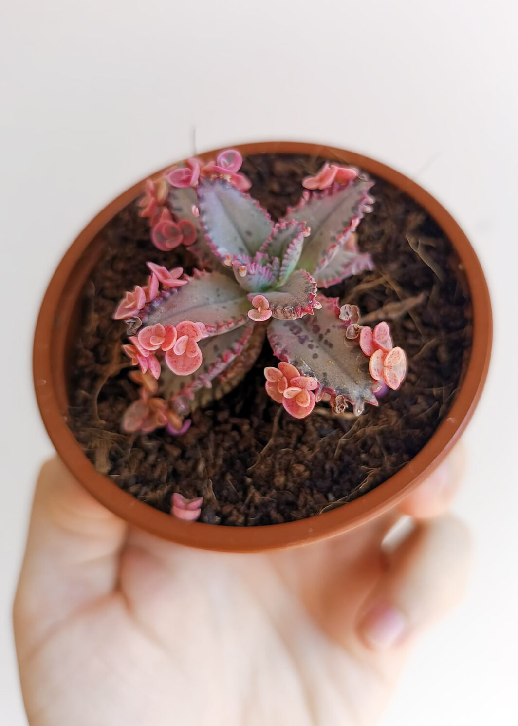 Kalanchoe 'Papillon rose'