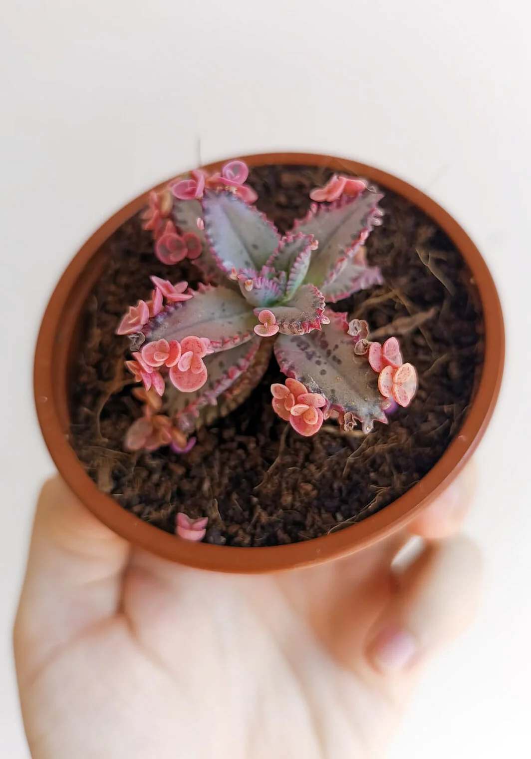 Kalanchoe 'Pink Butterfly'