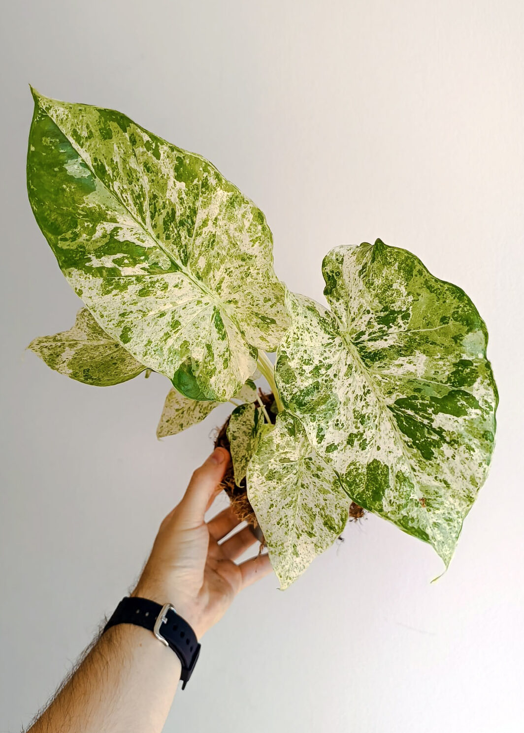 Alocasia odora 'Batik'