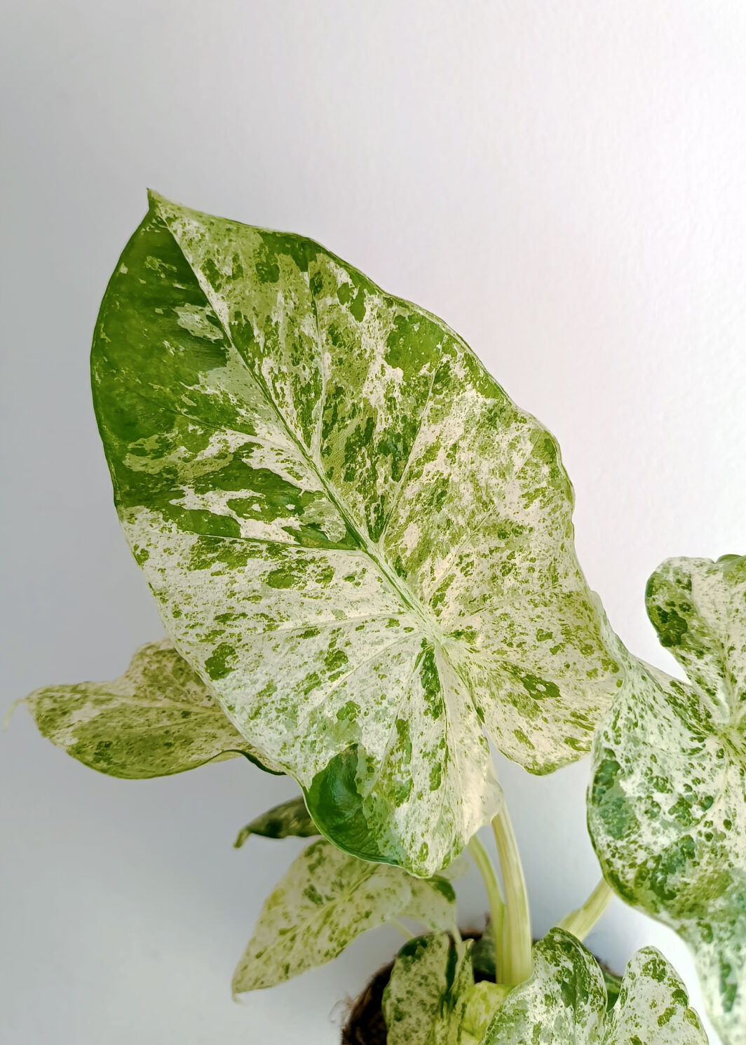 Alocasia odora 'Batik'