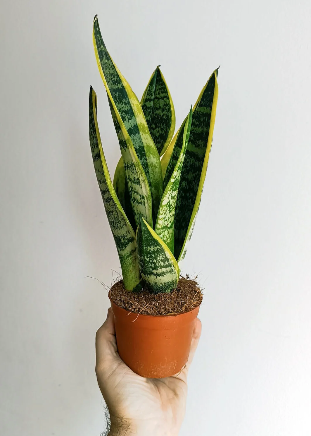 Sansevieria trifasciata