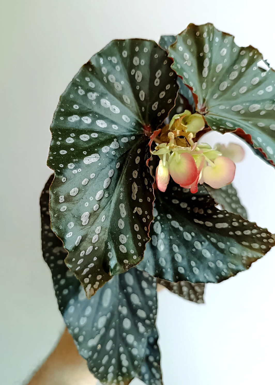 Begonia momomayu