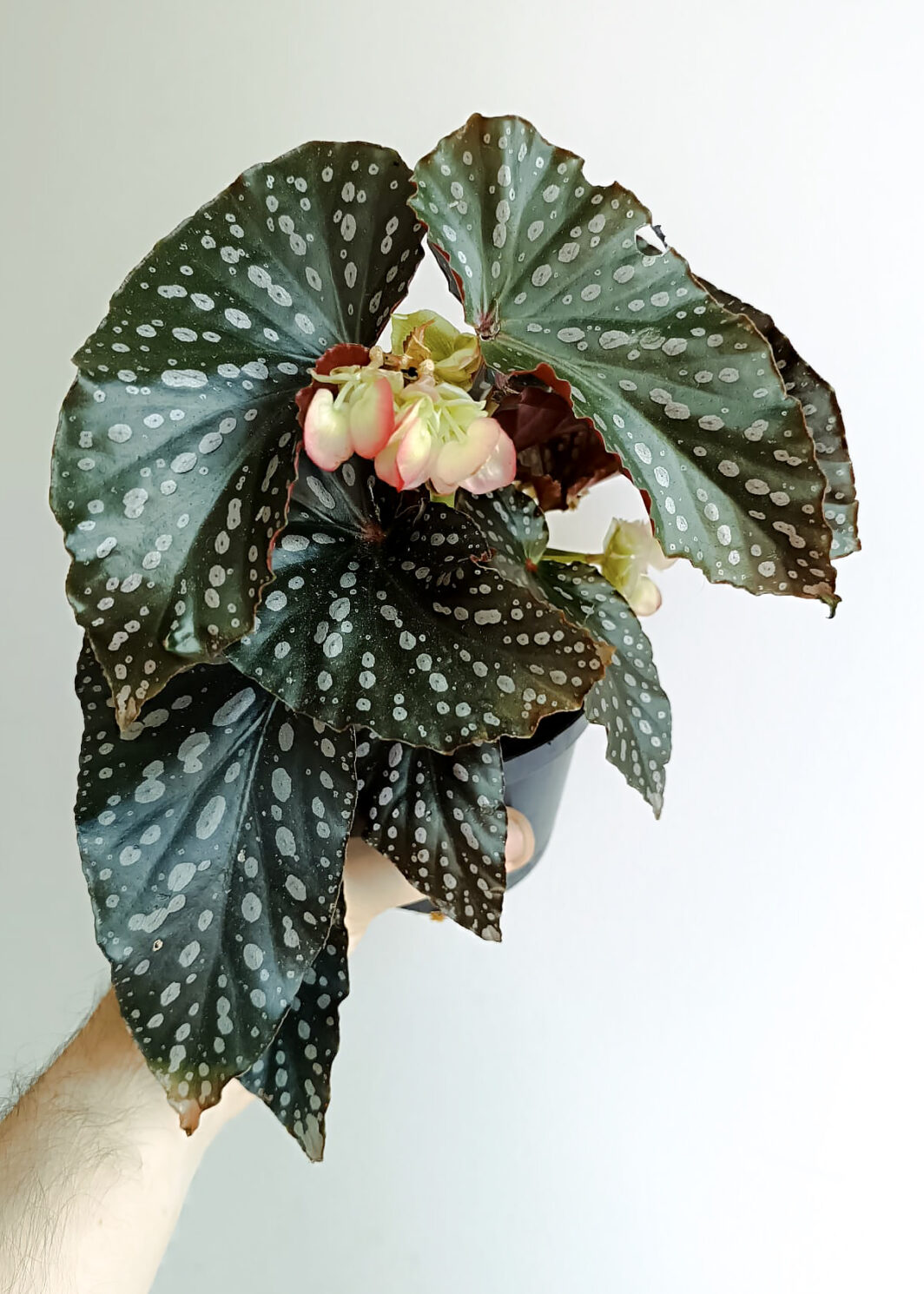Begonia momomayu