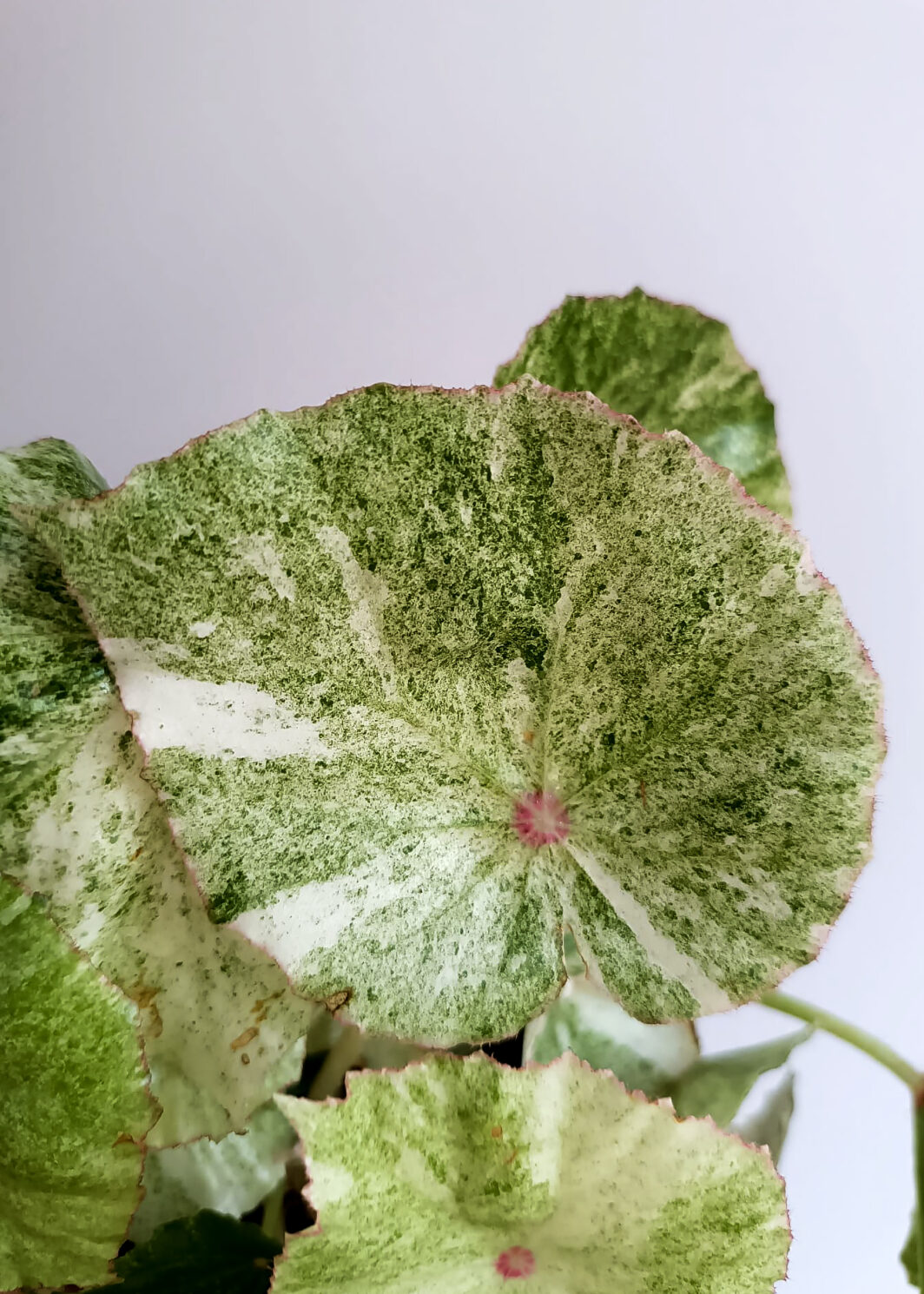 Begonia conchifolia variegata
