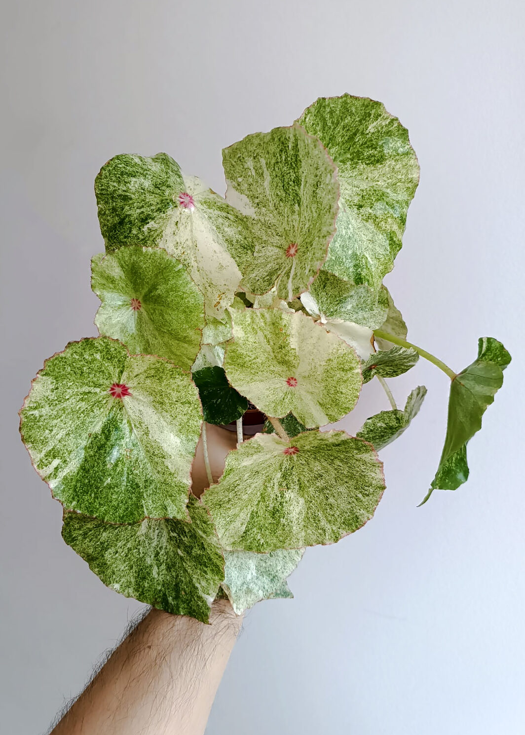 Begonia conchifolia variegata