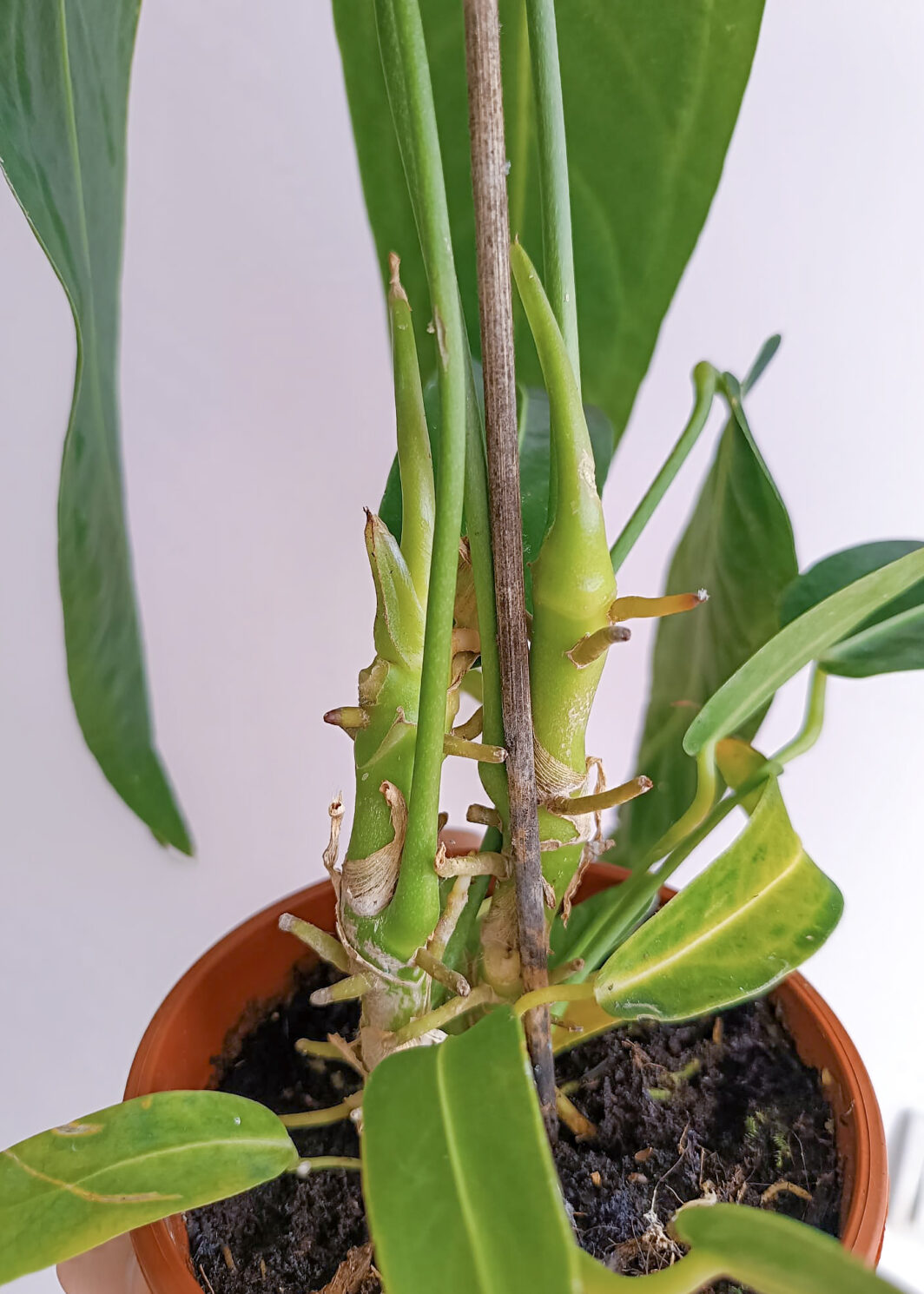 Anthurium warocqueanum