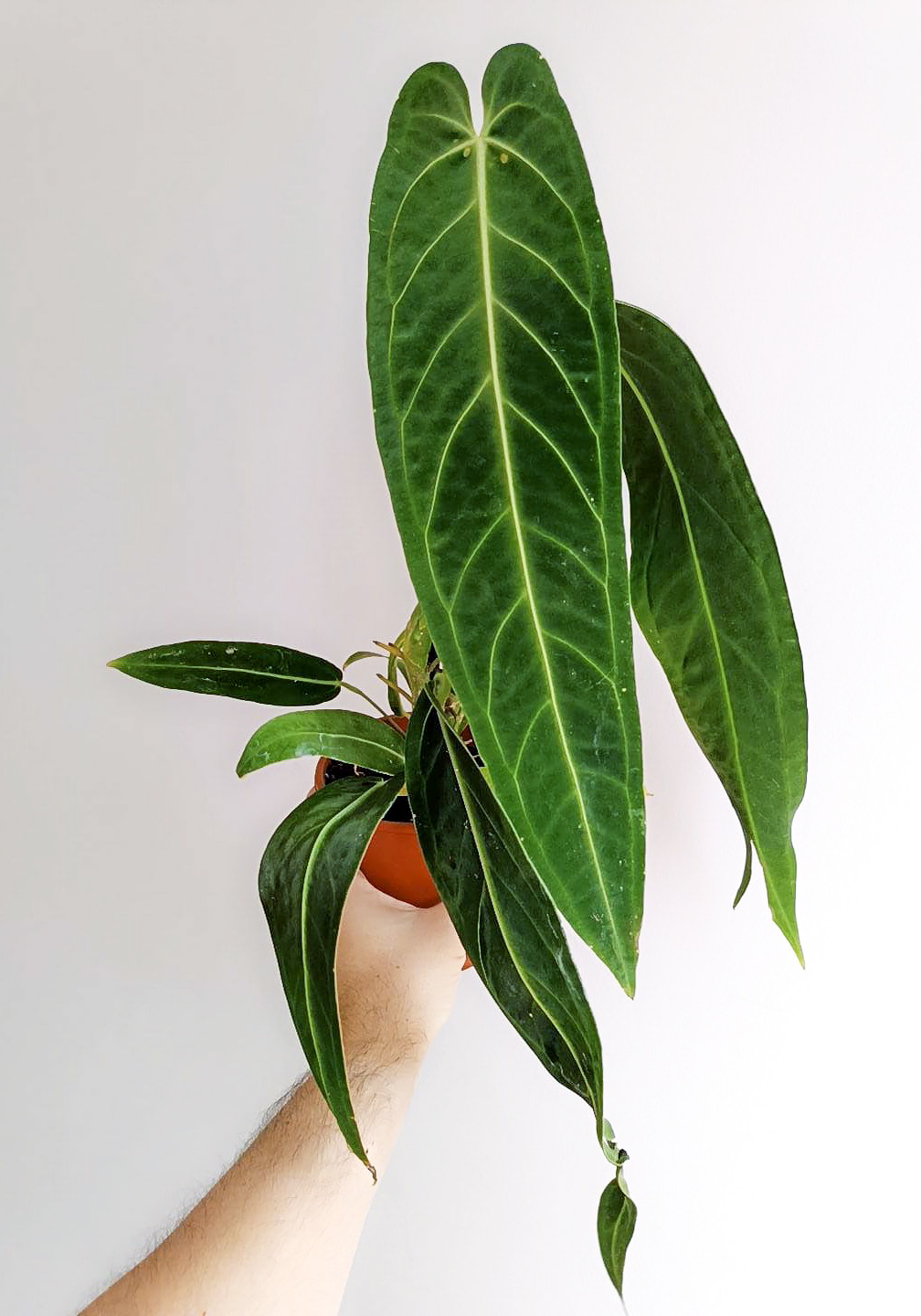 Anthurium warocqueanum