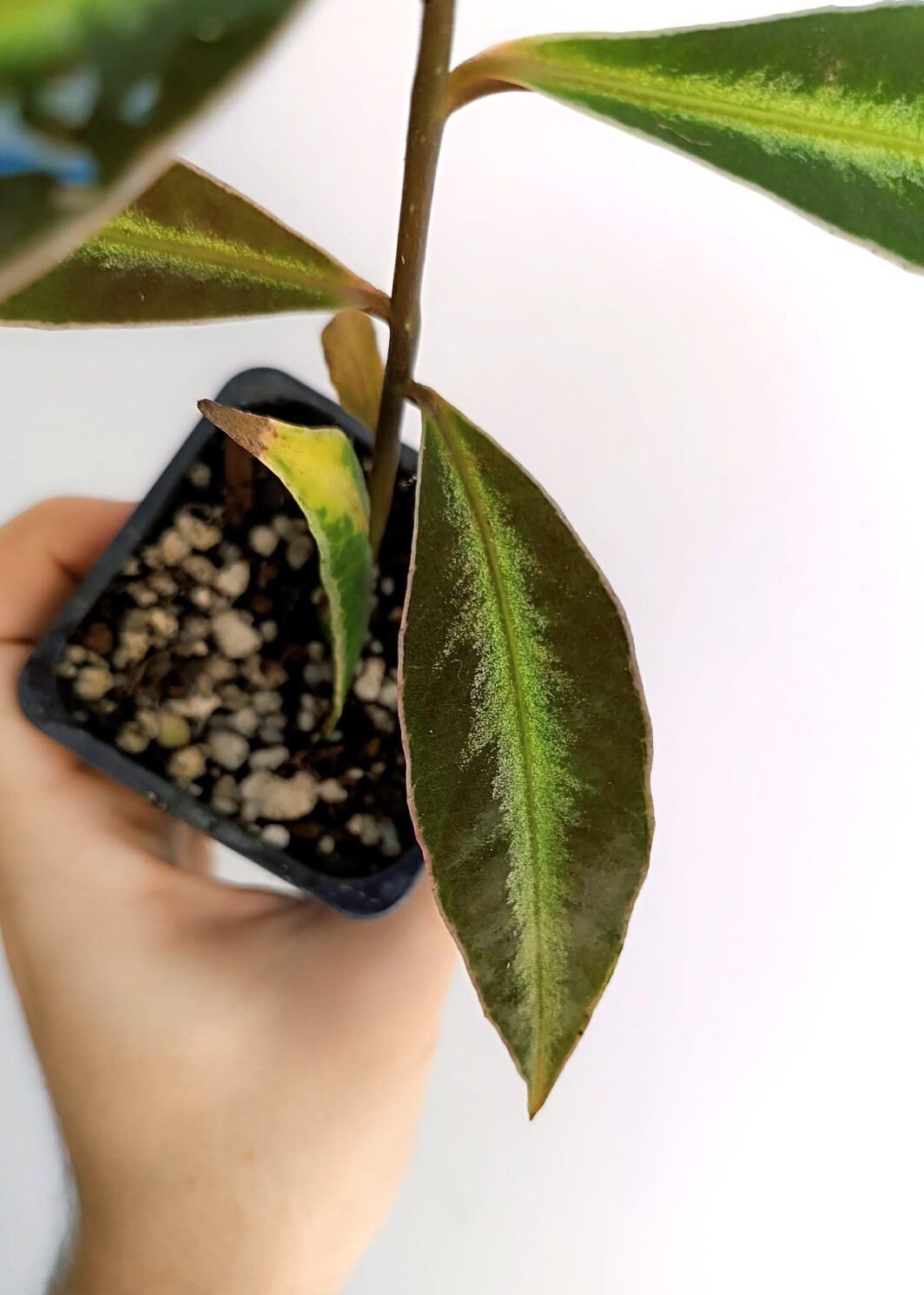 Labisia sp. Neon Stripe