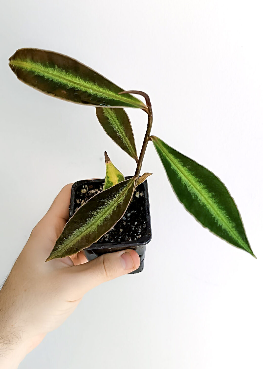 Labisia sp. Neon Stripe