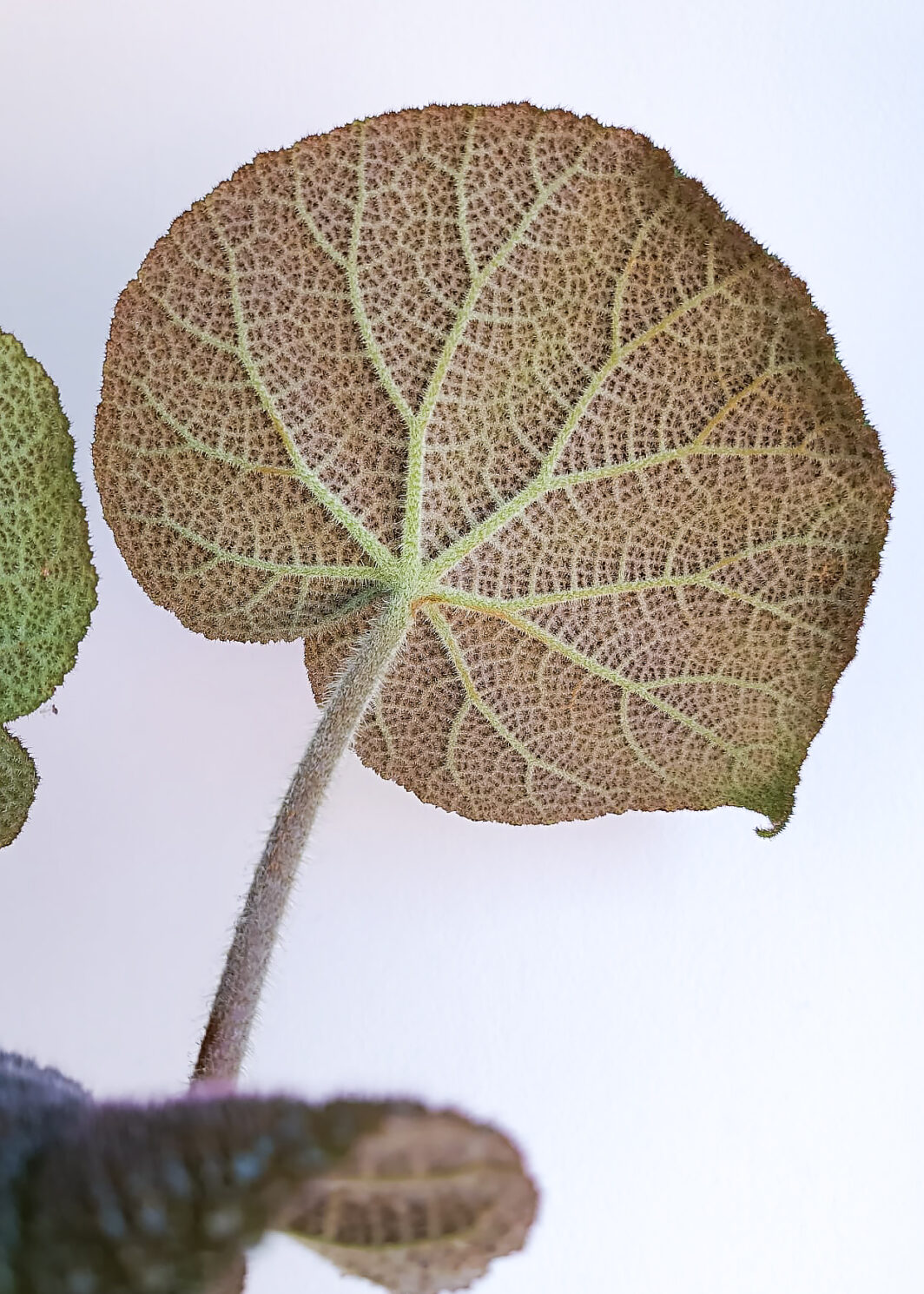 Begonia masoniana river