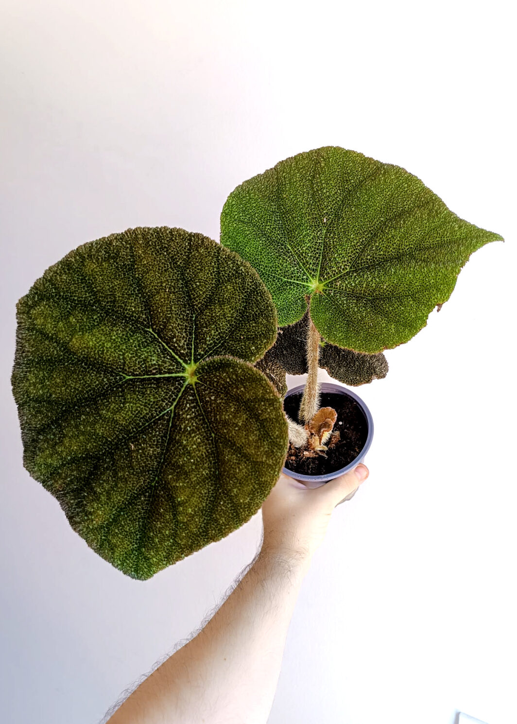 Begonia masoniana river