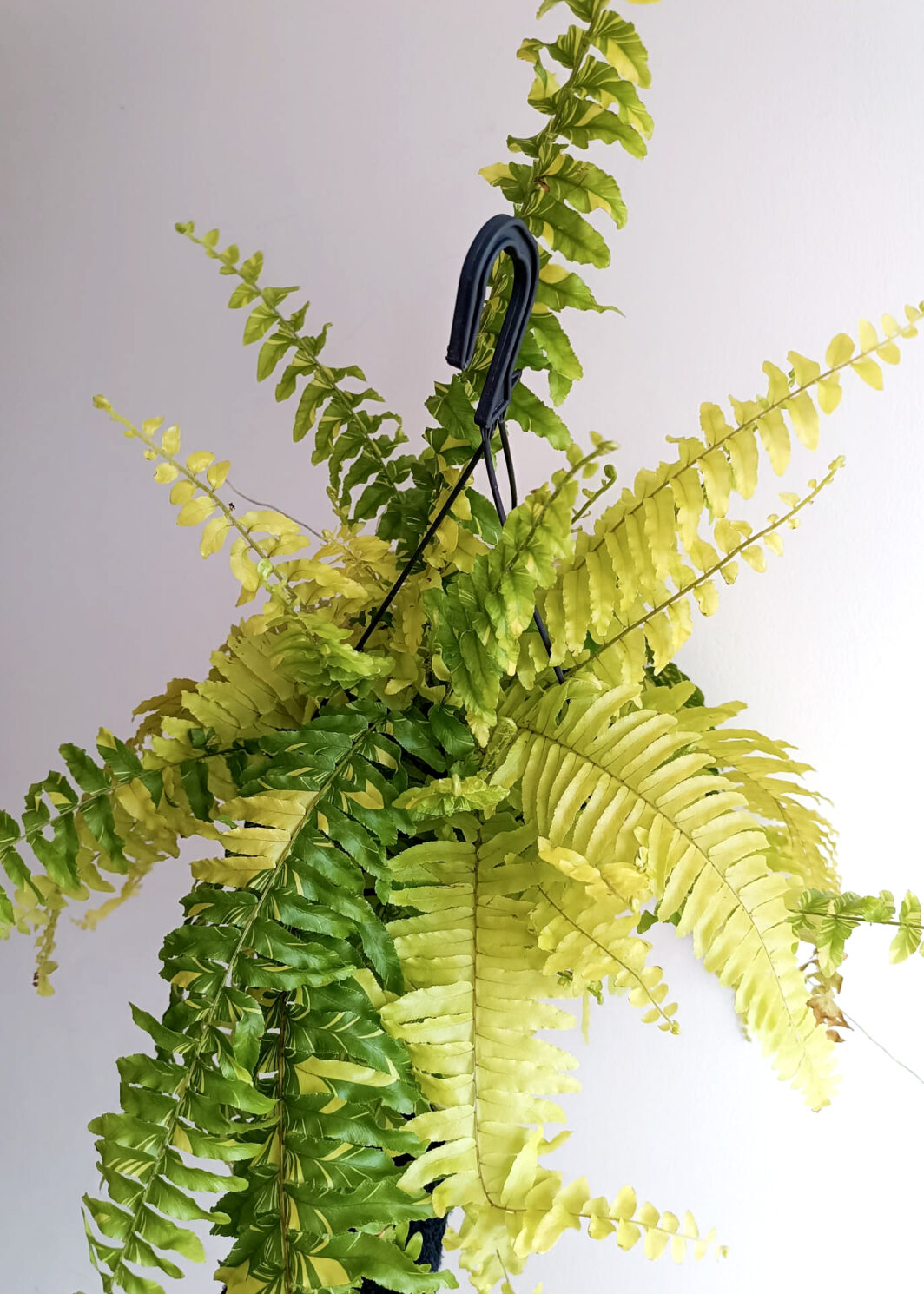 Nephrolepis exaltata variegata XL